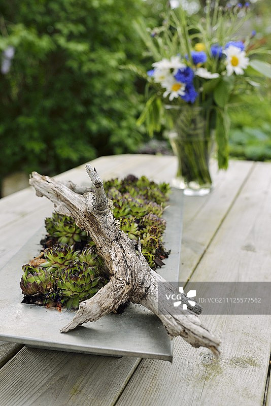 用一块风化的木头在盘子里种上小白菜，在花园的桌子上放花瓶图片素材
