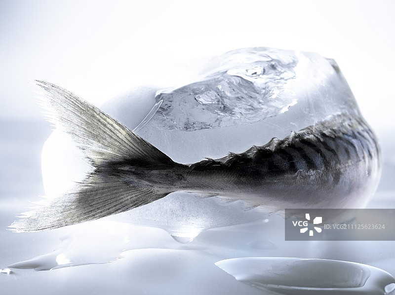 鱼在冰图片素材