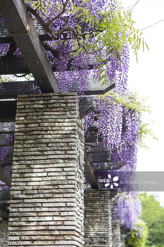 日本,东京,国营昭和纪念公园,紫藤,花图片素材