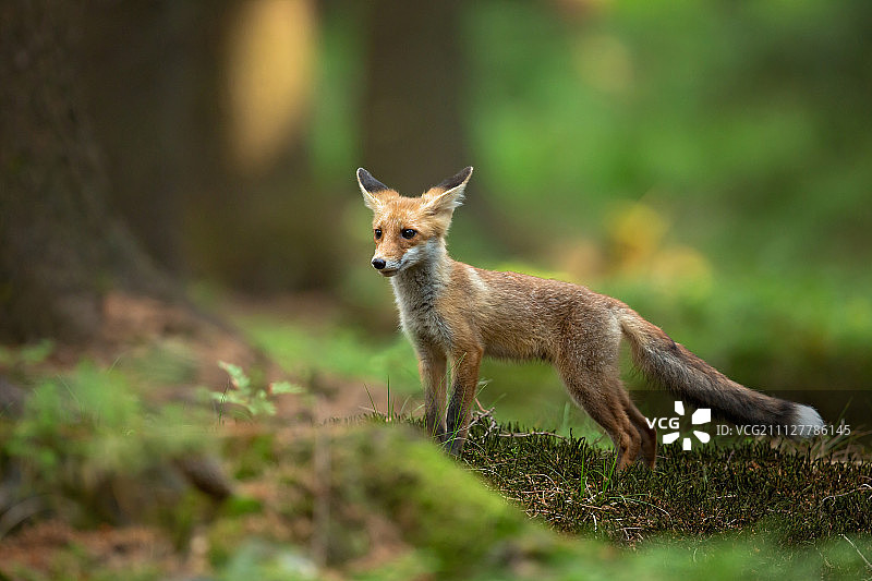 红狐狸图片素材