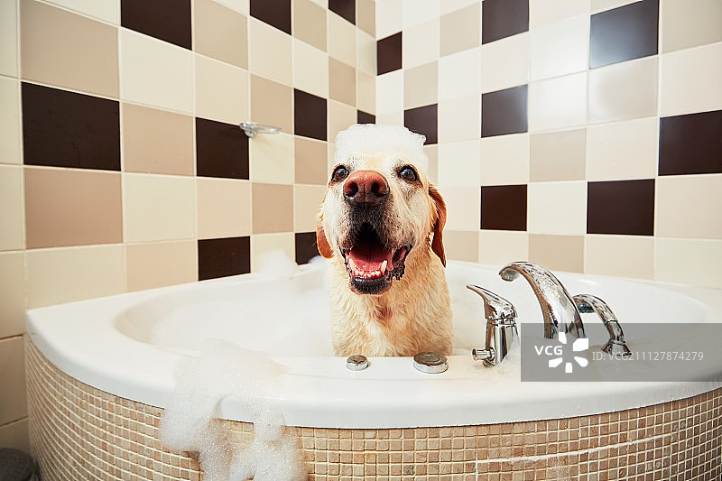 狗在洗澡图片素材