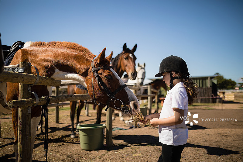 在一个阳光明媚的日子里，一个女孩在牧场里喂马图片素材