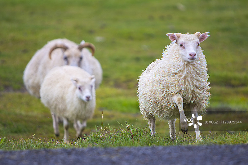 绵羊,动物图片素材