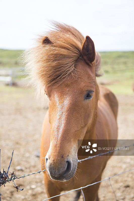 马,动物图片素材