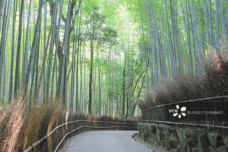 竹槽，佐野，岚山，京都，日本图片素材