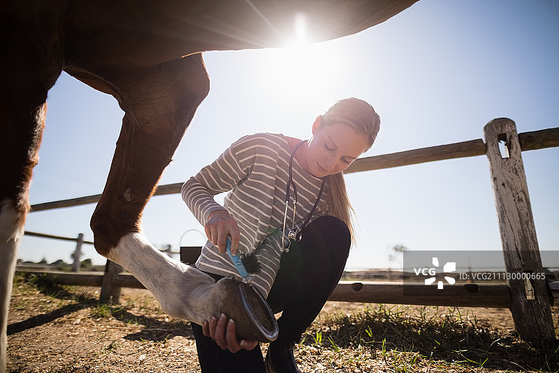 年轻的女兽医附上鞋在马脚上，而蹲在野外图片素材
