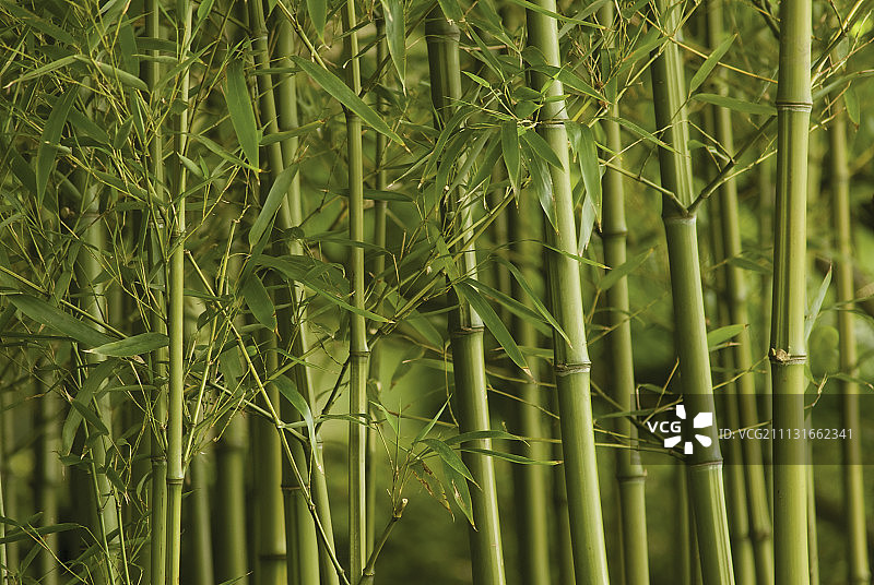 竹子,植被类型间日疟原虫。图片素材