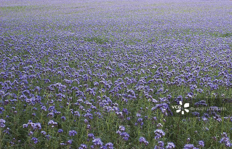 蝎子杂草， 法西莉亚 · 坦纳西福利亚。图片素材