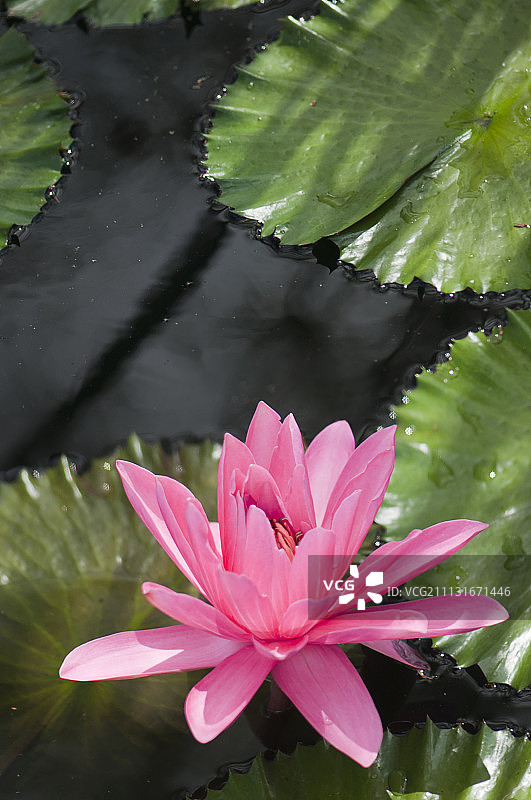 荷花、睡莲属。单瓣粉红色的花和睡莲叶子在阳光下的水面上。图片素材