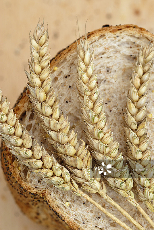 小麦，面包小麦，夏小麦，“方形怪物”。图片素材