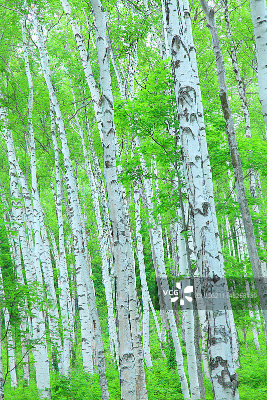 绿色的森林,日本图片素材