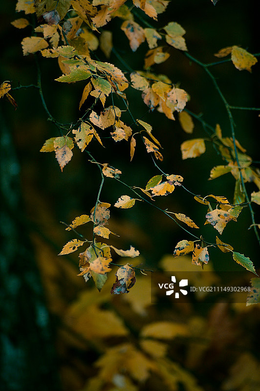秋季植物干叶特写图片素材