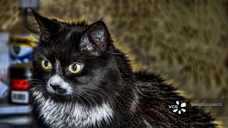 黑猫眯着眼睛，眼神狡猾图片素材