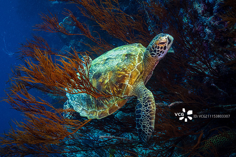 海底世界的海龟图片素材