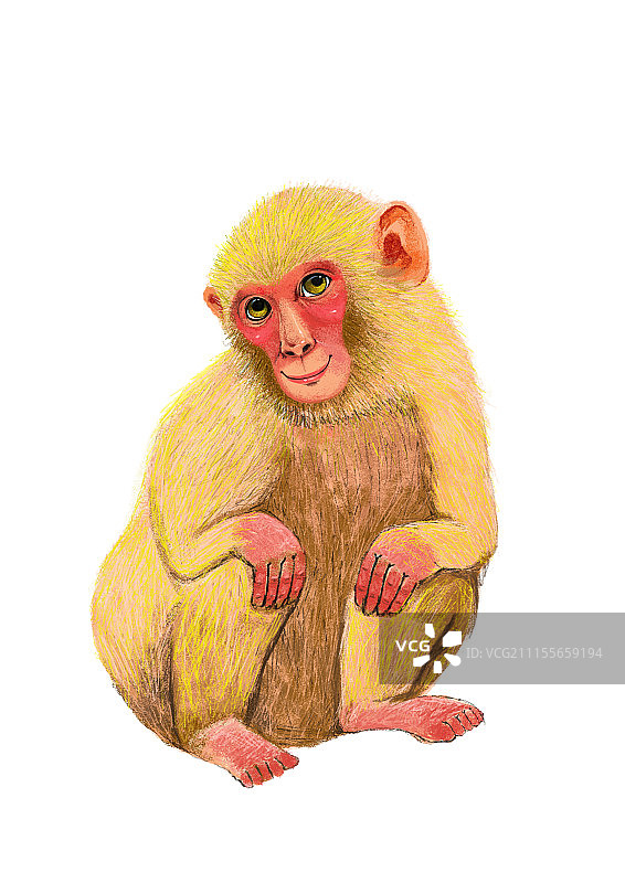 动物插画系列作品共3000幅-金丝猴图片素材