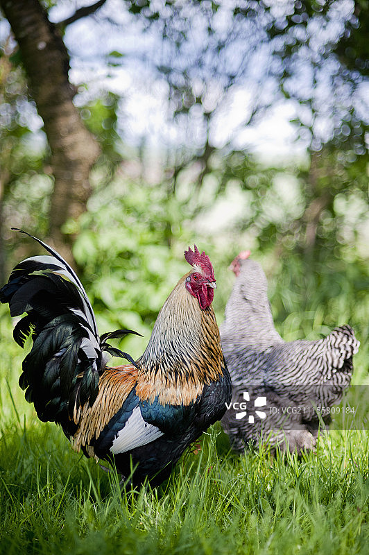 草坪上的母鸡和公鸡图片素材