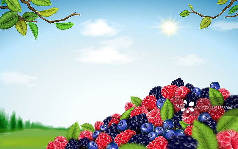 综合莓果果实集合﹐自然原野背景图片素材