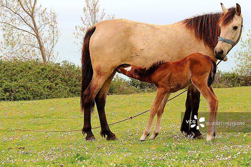 小马驹正在草地上吮吸母亲的乳汁图片素材