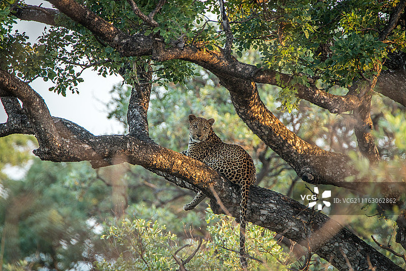 猎豹躺在大草原的树枝上图片素材