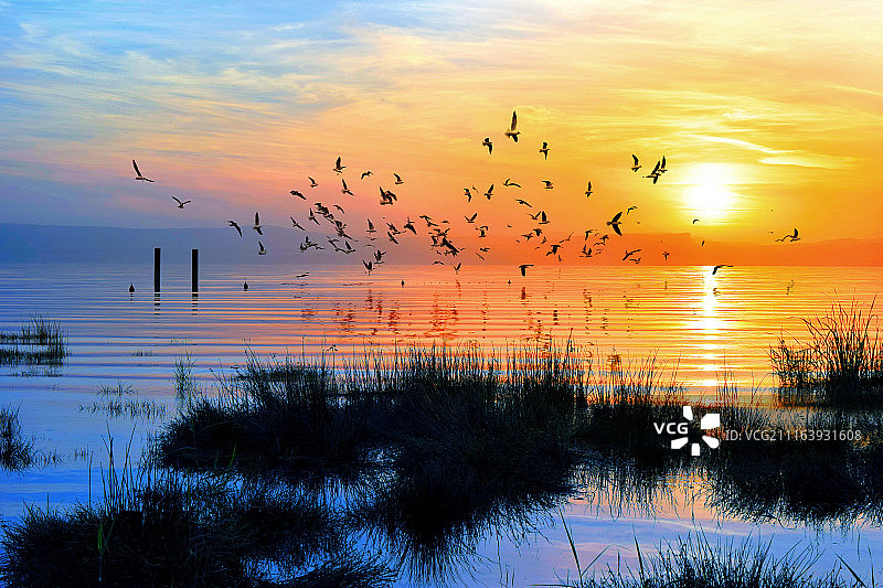 一群鸟在夕阳中飞过水面图片素材