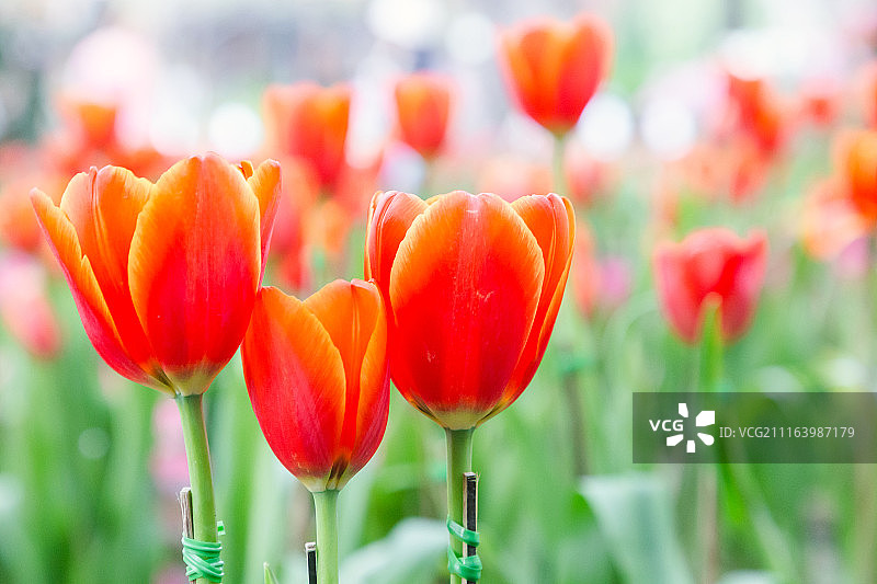冬天或春天，美丽的郁金香会在郁金香地里开花。图片素材