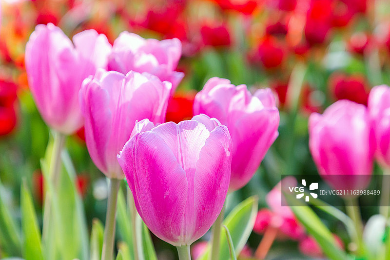 冬天或春天，美丽的郁金香在田间开花。图片素材