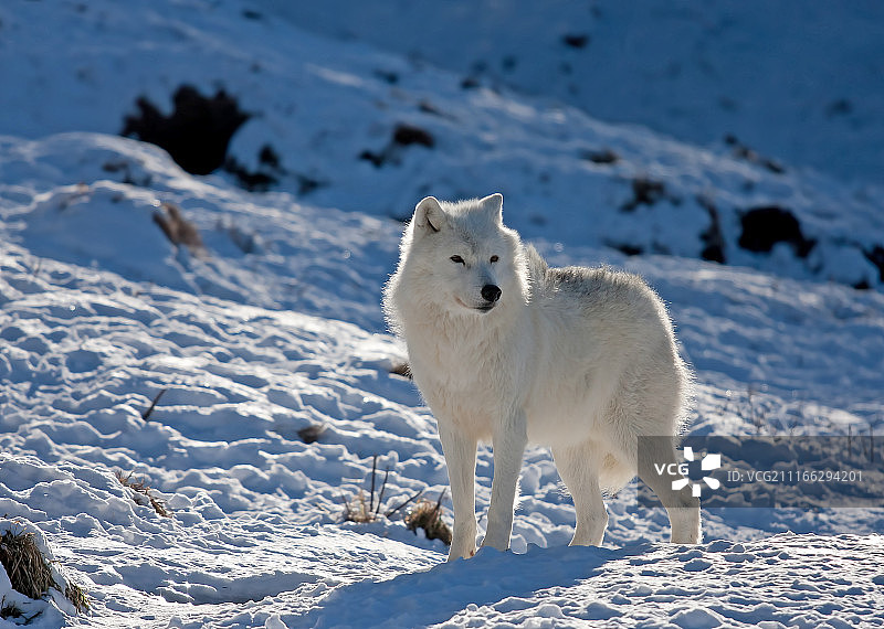 北极狼在雪地里行走图片素材