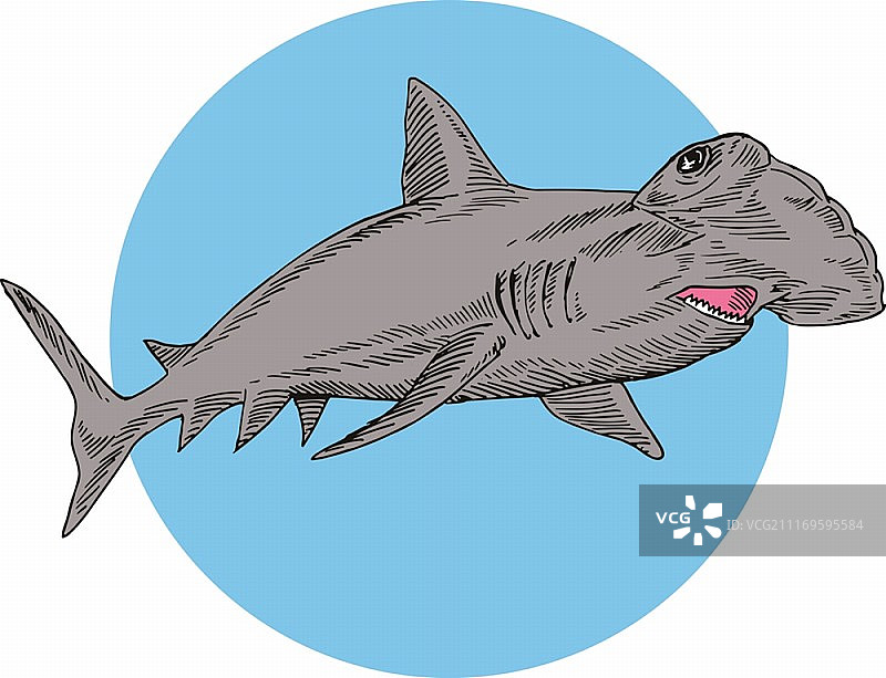 双髻鲨在复古风格中游泳的插图。锤头鲨鱼游泳图片素材