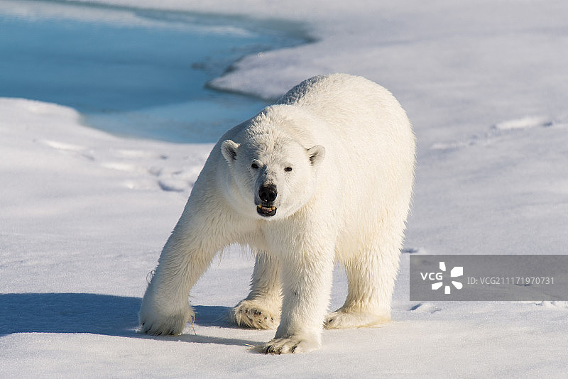 浮冰上的北极熊图片素材