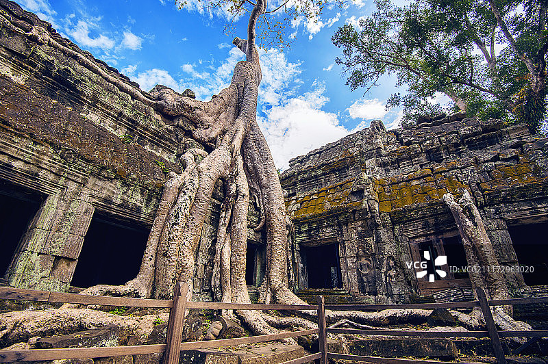 柬埔寨吴哥窟塔普隆寺的树木图片素材