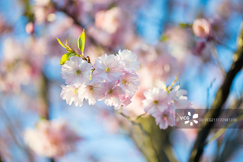 粉红色樱花樱花对清澈的蓝天图片素材