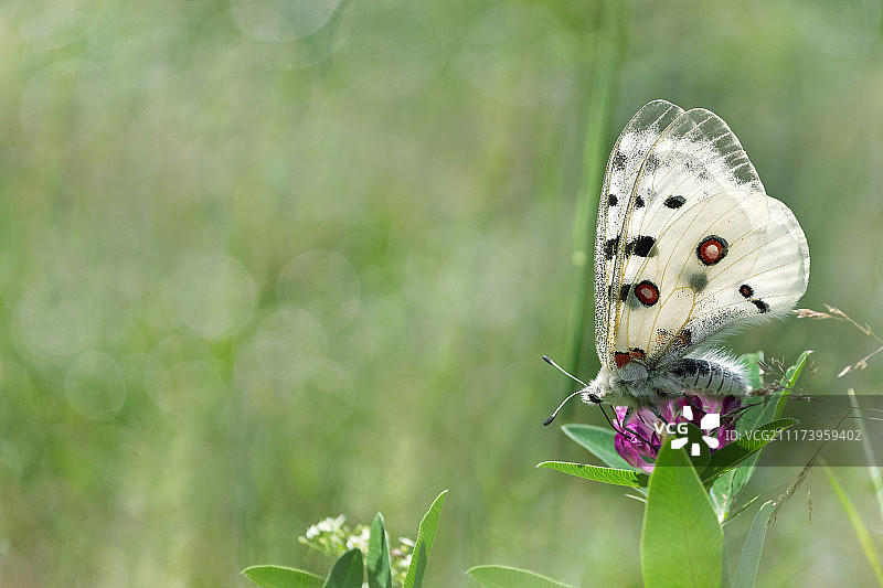 夏日自然背景与蝴蝶图片素材