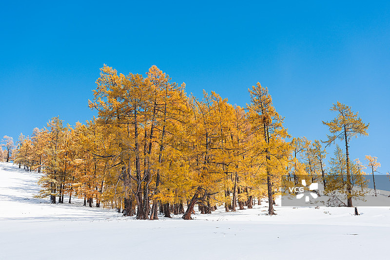 大雪后的新疆喀纳斯自然风光图片素材