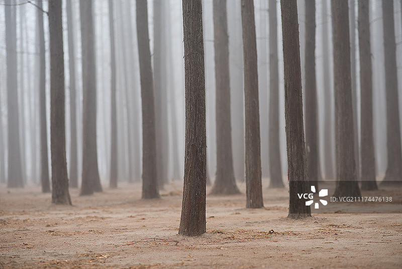 雾中的树林图片素材