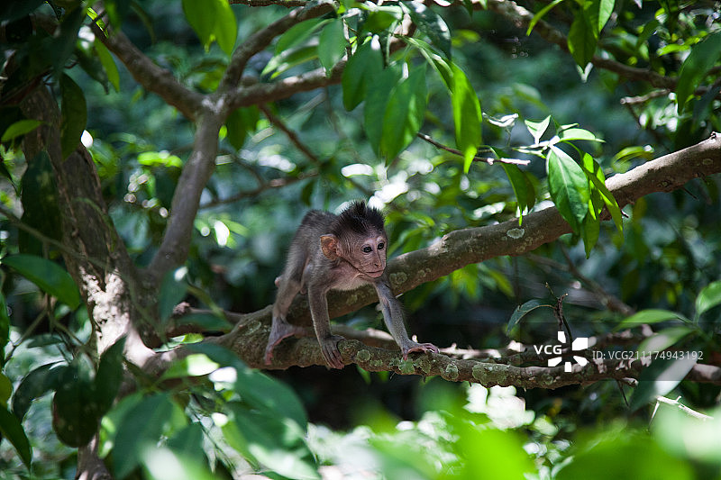 猴子巴厘岛图片素材