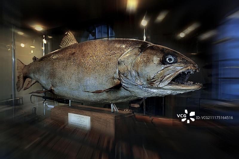 Hucho Hucho标本，25公斤，取自Loisach河，德国狩猎和钓鱼博物馆，慕尼黑，上巴伐利亚，德国，欧洲图片素材