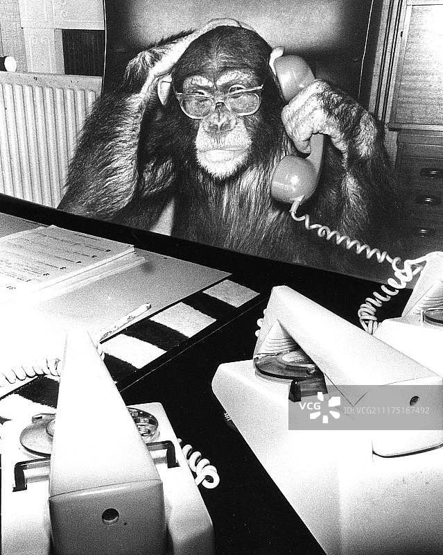 电话里的黑猩猩，英格兰，大不列颠图片素材