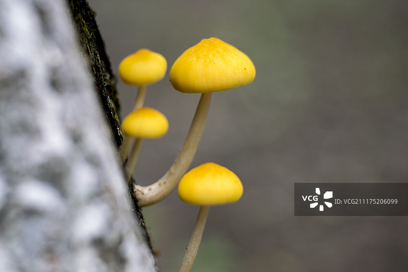 真菌蘑菇树木图片素材