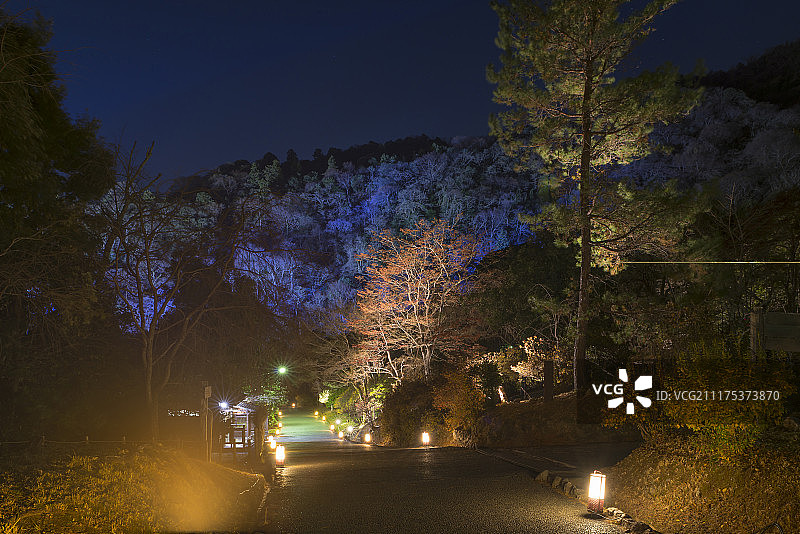 荒山光和花路(花宫)，龟山公园，荒山，京都，日本图片素材