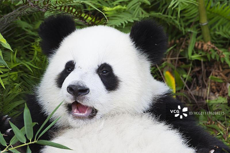 大熊猫(Ailuropoda melanoleuca)，两年，中国保护大熊猫研究中心，成都，四川，中国，亚洲图片素材