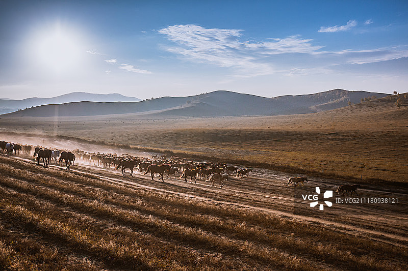 中国内蒙古乌兰布统草原奔腾的马图片素材