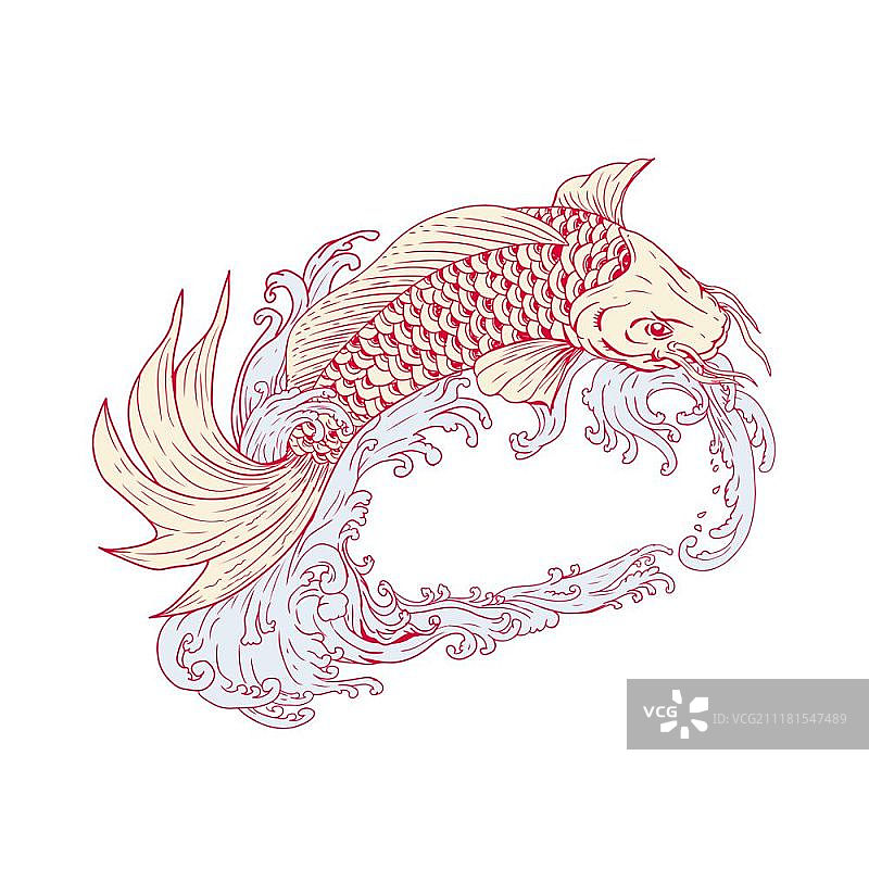 画素描风格的插图锦鲤或nishikigoi，鱼的颜色品种的黑龙江鲤鱼，跳过浪在孤立的背景。Nishikigoi Koi跳波绘图图片素材