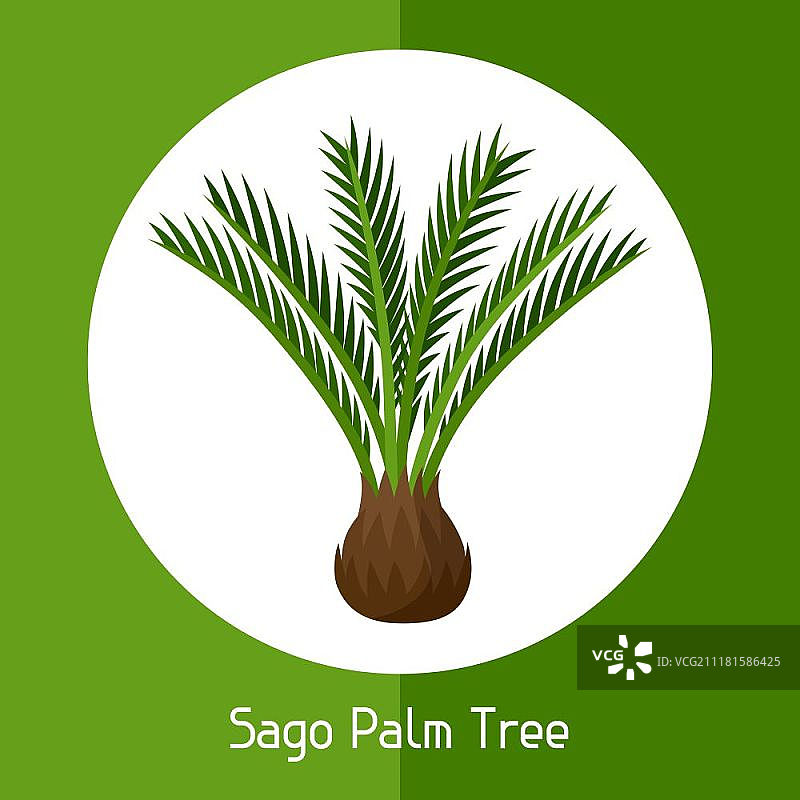 西米棕榈树。外来热带植物插图。西米棕榈树。外来热带植物插图。图片素材