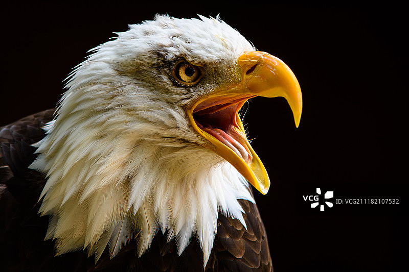 老鹰保护信托基金的圈养秃鹰图片素材
