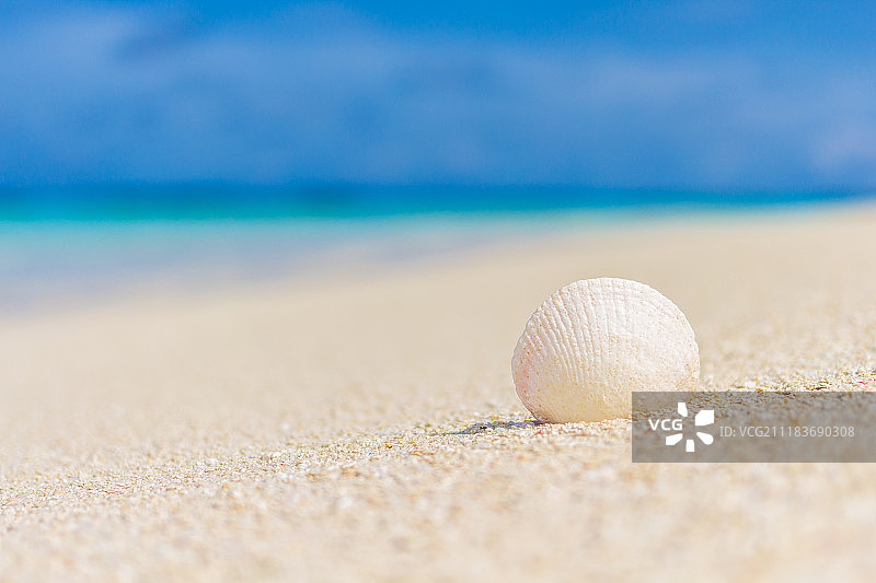 沙滩上沙滩上的白色贝壳图片素材