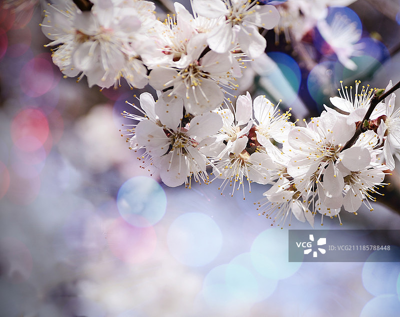 杏树花与美丽的散景背景的复古照片春天主题的背景图片素材