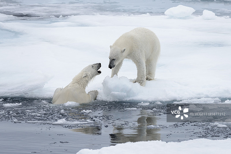 两只年幼的野生北极熊在北冰洋的浮冰上玩耍，不图片素材