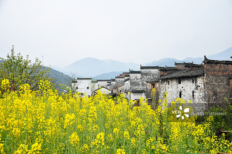 油菜花盛开季节的江西婺源历史古村落景色图片素材