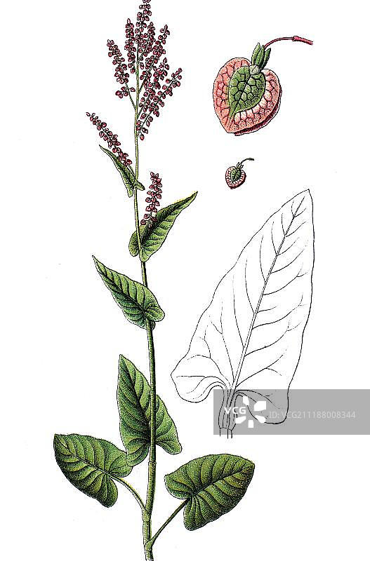 山酸模属，药用和有用植物，色板法，约1790年图片素材