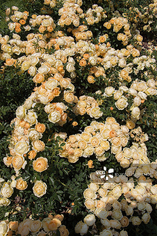 美丽的新鲜玫瑰作为春天的背景图片素材